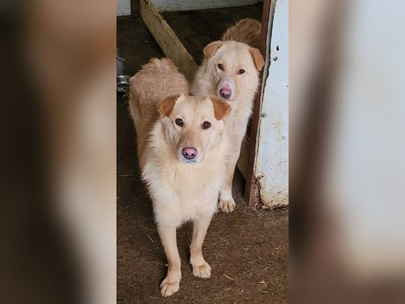 Cibby,1Jahr und 8 Monat alte Hündin, mittel bis groß, verspielt, sozial, fröhlich, neugierig