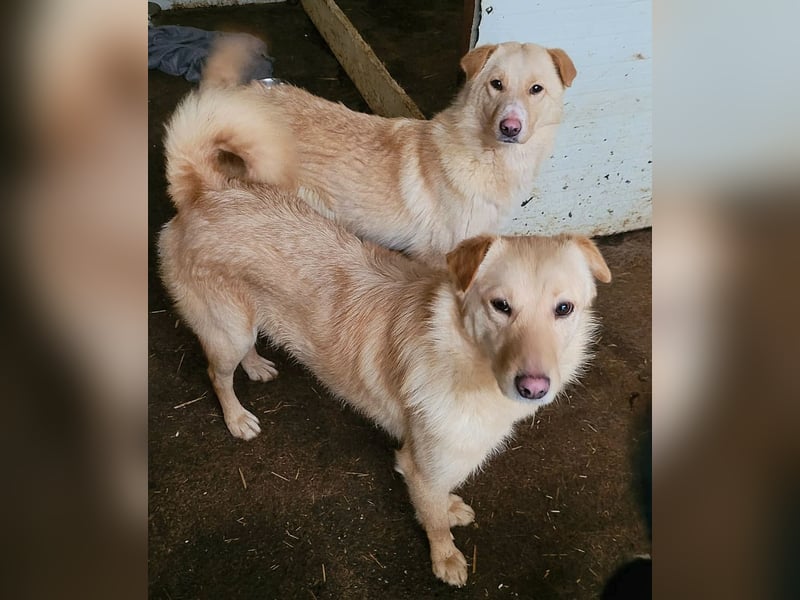 Cibby,1Jahr und 8 Monat alte Hündin, mittel bis groß, verspielt, sozial, fröhlich, neugierig