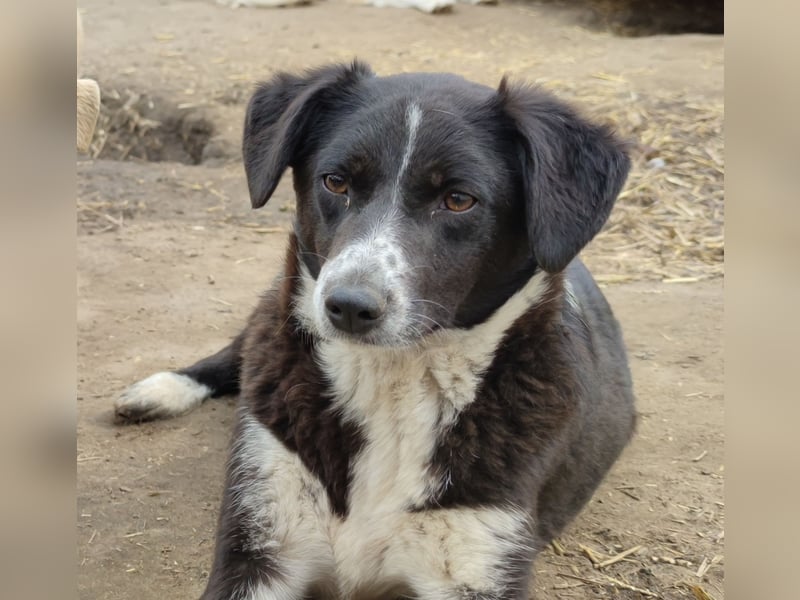 Muriel , fast 4 jähriges Hundemädchen, ca. 55 cm, fröhlich, lustig, zurückhaltend, neugierig)
