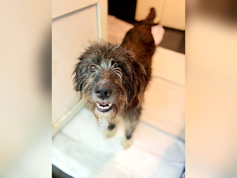 Violetta, Hündin, *ca. 14.05.2019, SH ca. kniehoch, offen, sehr freundlich, liebt Menschen, verschmu