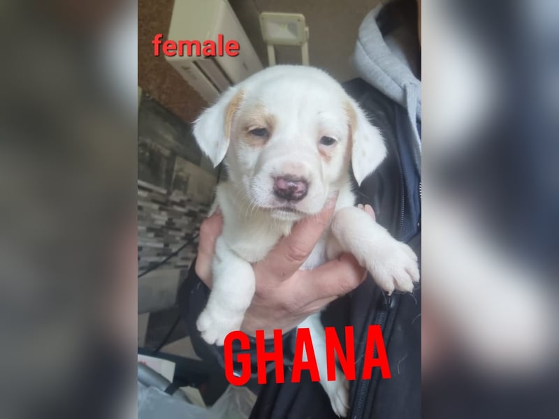 Ghana, 2jährigesMädel, SH ca. mittelgroß, freundlich, frohnatur, aktiv