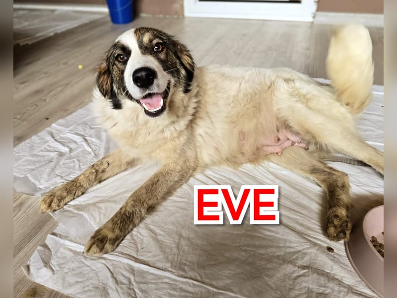 EVE, fast 3jähriges Mädel, SH ca. kniehoch, fröhlich, freundlich, sozial