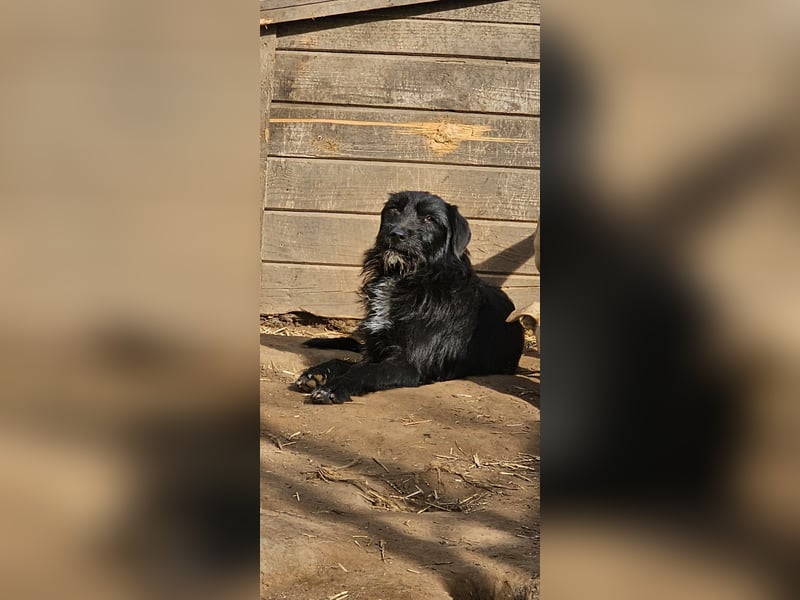 Dinky, 2jähriges Mädel, SH ca. mittelgroß, verspielt, zurückhaltend, verschmust, sozial
