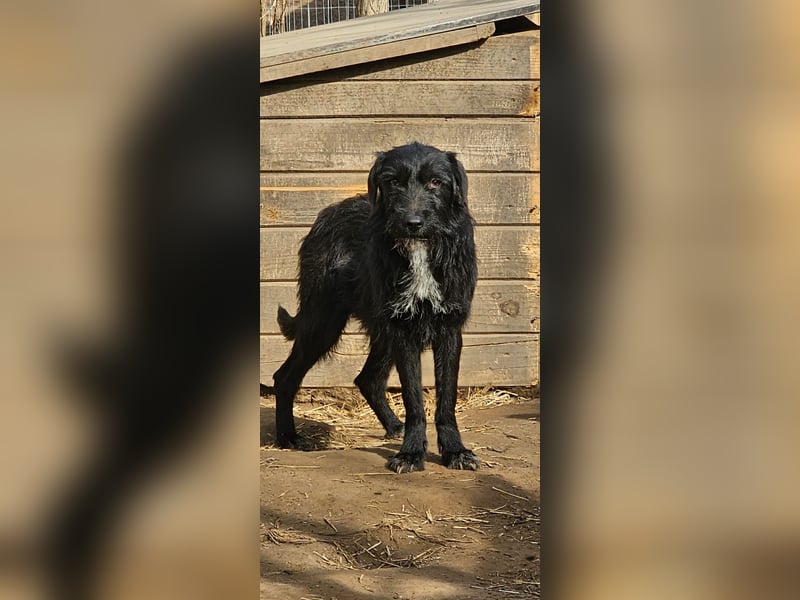 Dinky, 2jähriges Mädel, SH ca. mittelgroß, verspielt, zurückhaltend, verschmust, sozial