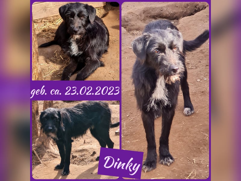 Dinky, 2jähriges Mädel, SH ca. mittelgroß, verspielt, zurückhaltend, verschmust, sozial