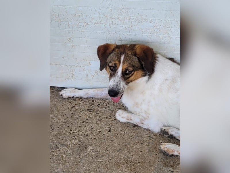 Caisey, 4jährige Hundedame,  mittelgroß, aufgeschlossen, freundlich, verschmust)