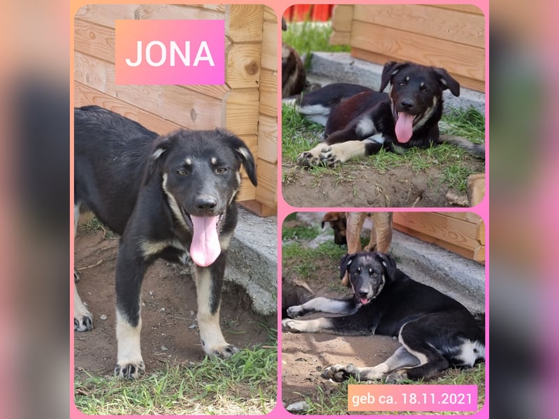 J O N A, 3 1/2 jährige Hundedame,SH ca. 45 cm,freundlich, verschmust, sozial, menschenbezogen
