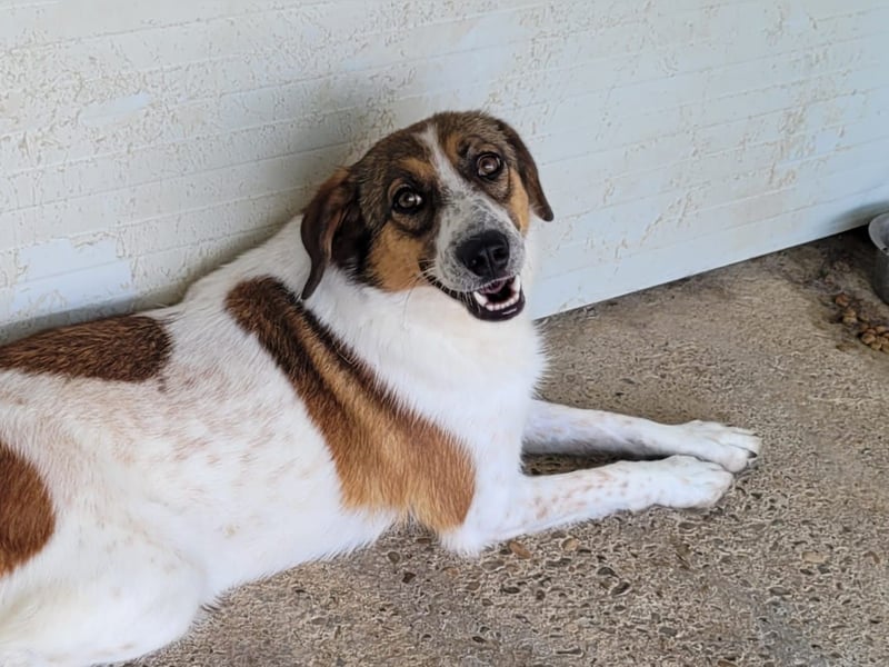 Caisey, 4jährige Hundedame,  mittelgroß, aufgeschlossen, freundlich, verschmust)