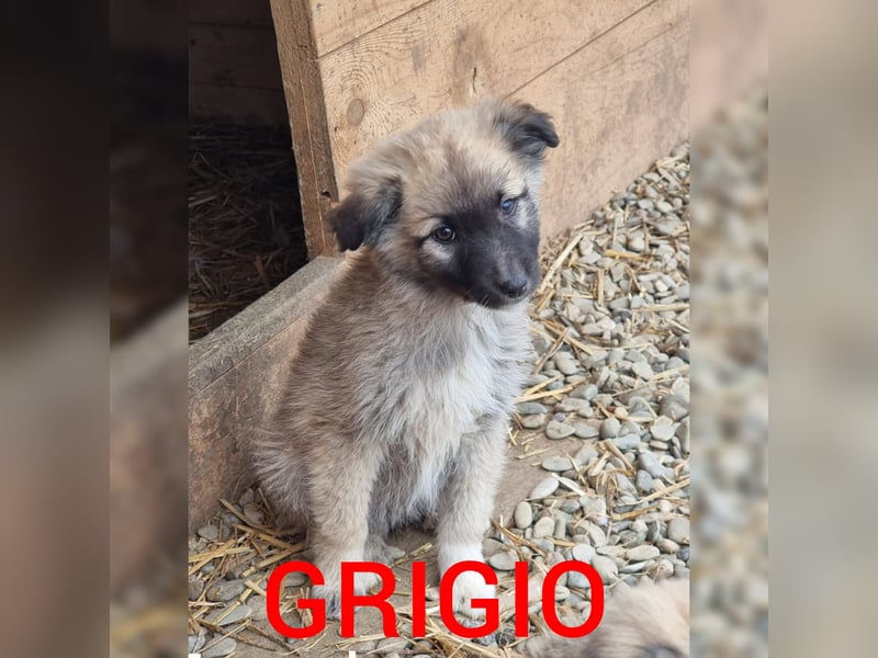 Grigio, 3 ½ jähriges Mädel, Größe mittelgroß ?, freundlich, verspielt, sozial, aktiv