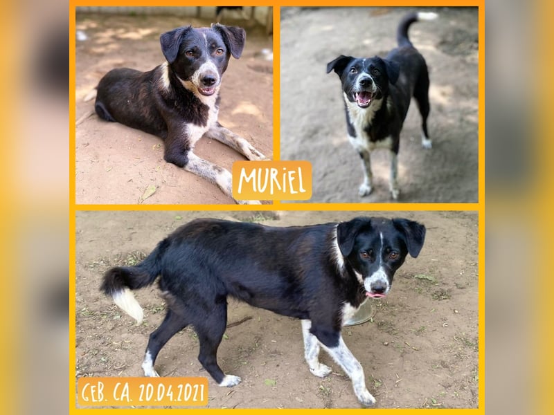 Muriel , fast 4 jähriges Hundemädchen, ca. 55 cm, fröhlich, lustig, zurückhaltend, neugierig)