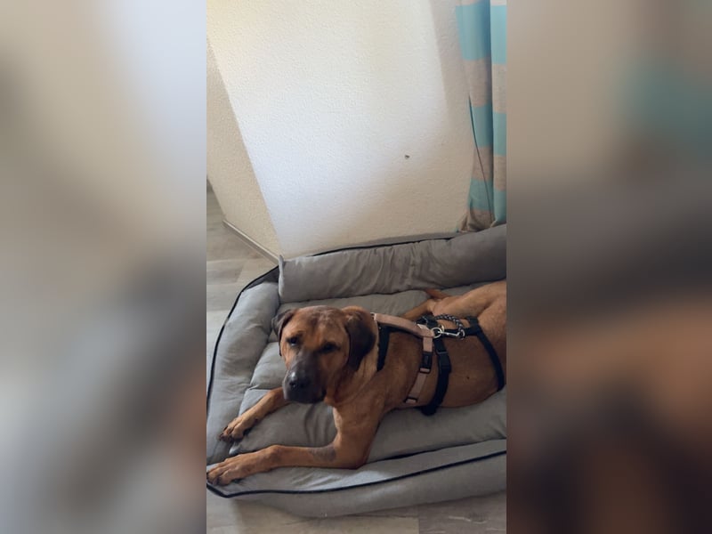 LILO, Hündin, *ca.12.6.18, ca. 43kg schwer, SH 70-80 cm, menschenbezogen, verschmust, offen.