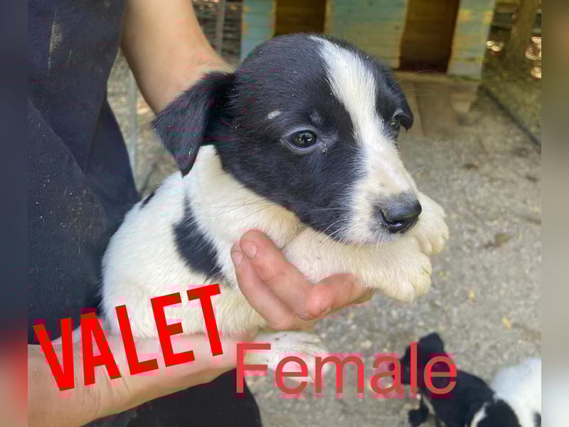 Valet, 1j, 10m altes Mädchen,  SH ca. mittelgroß, freundlich, verspielt, aktiv, sozial
