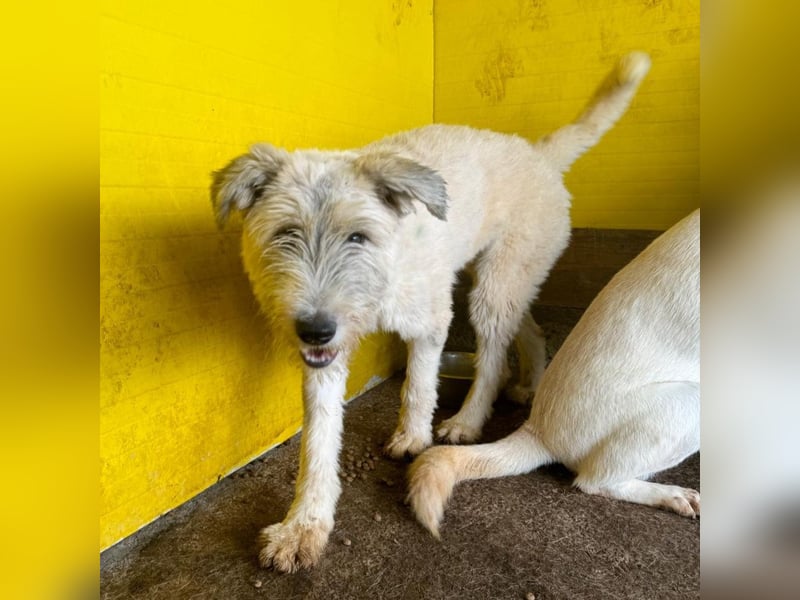 Wilma, 1 ¼-jähriges Mädel, Größe: mittelgroß, freundlich, aufgeschlossen, verschmust, souverän