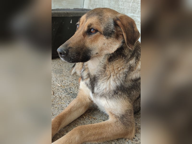 ❤ Kiara, 5 ½ jähriges Mädel, SH ca. 55 cm, schüchtern, neugierig, sozial)