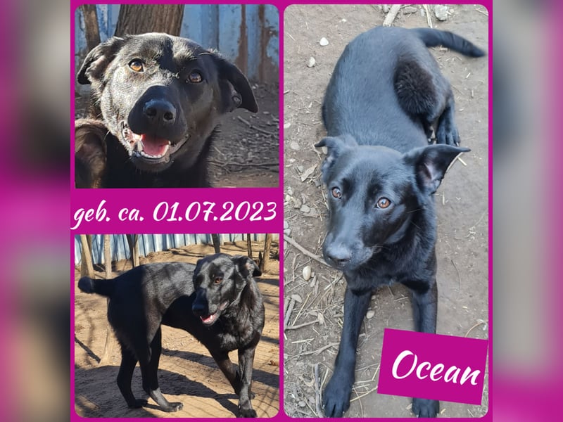 Ocean, ca,1 ¾ jähriges Hundemädel, ca. mittelgroß, witzig, verspielt, menschenbezogen, freundlich