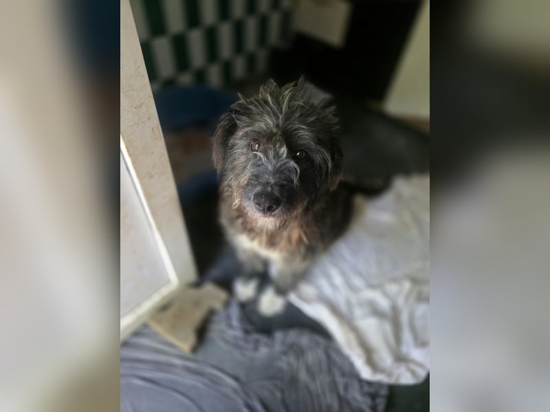 Violetta, Hündin, *ca. 14.05.2019, SH ca. kniehoch, offen, sehr freundlich, liebt Menschen, verschmu