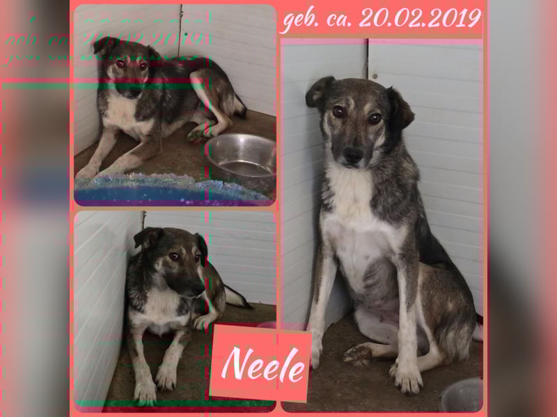 Neele, 6-jährige Hündin, SH mittelgroß, ängstlich, vorsichtig, sozial)
