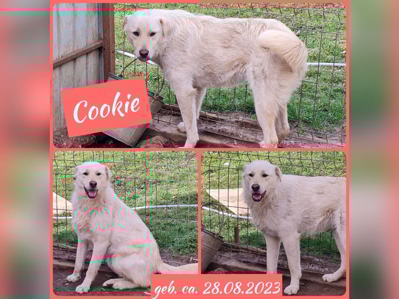 Cookie, 1j,8m, Mädel, groß, freundlich, verschmust, lieb