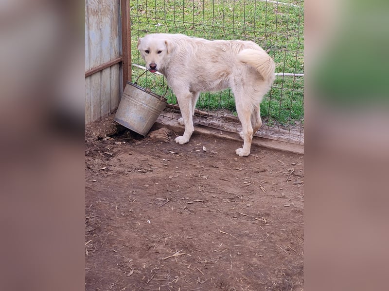 Cookie, 1j,8m, Mädel, groß, freundlich, verschmust, lieb