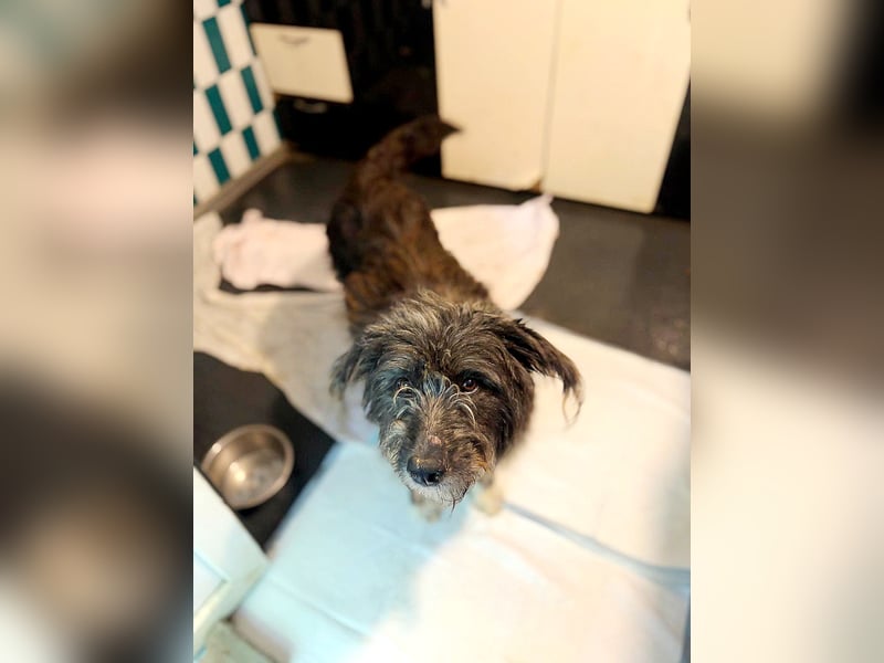 Violetta, Hündin, *ca. 14.05.2019, SH ca. kniehoch, offen, sehr freundlich, liebt Menschen, verschmu