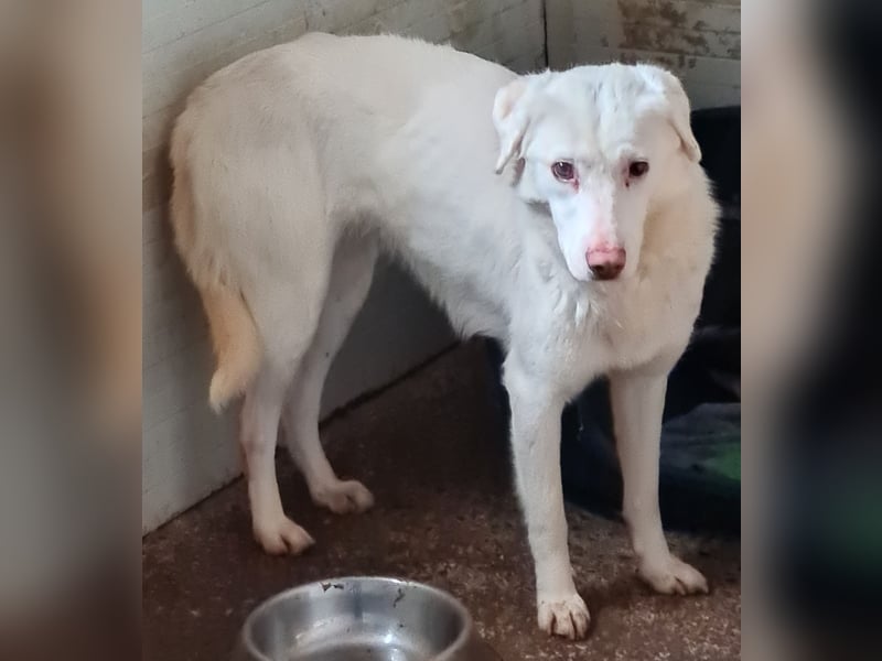 Flicka, 4jährige Hündin, SH mittelgroß, ängstlich, unsicher, neugierig