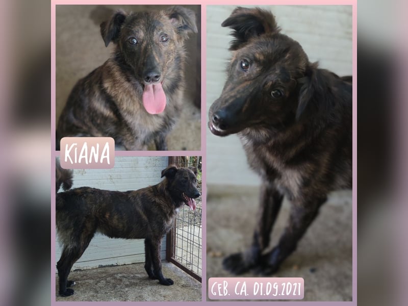 K I A N A , Hündin, *ca. 01.09.2021, mittelgroß, freundlich, verspielt, verschmust