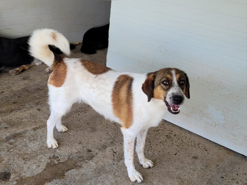 Caisey, 4jährige Hundedame,  mittelgroß, aufgeschlossen, freundlich, verschmust)