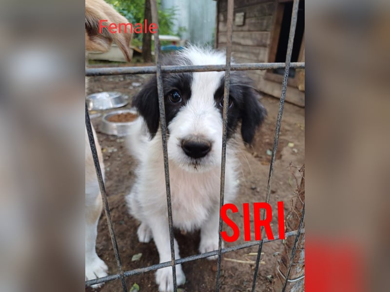 Siri , 1 ¾ jähriges Hundemädchen ,  SH ca. mittelgroß, aufgeschlossen, freundlich, aktiv, sozial