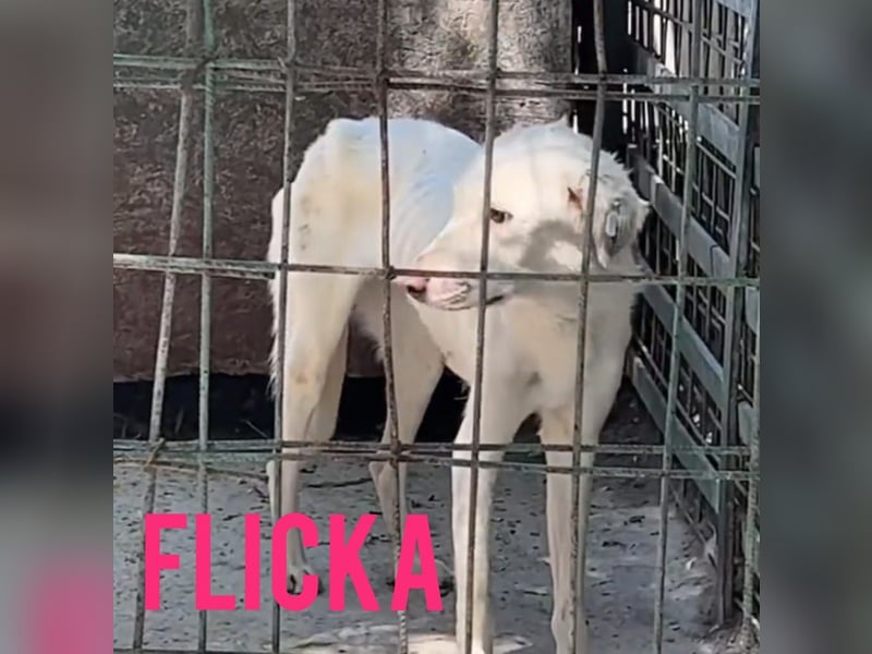 Flicka, 4jährige Hündin, SH mittelgroß, ängstlich, unsicher, neugierig