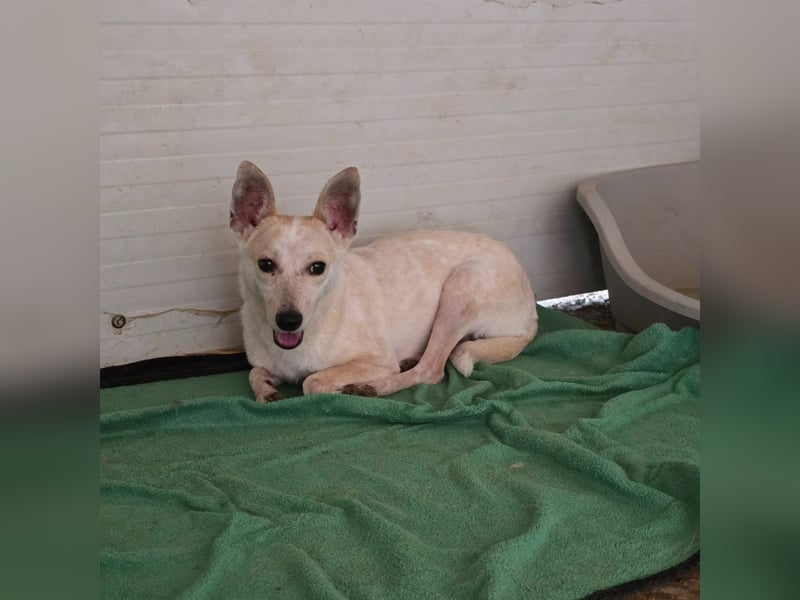 Yvonne,2 ¼ jähriges, kleines Hundemädchen, schüchtern, zurückhaltend, neugierig, sozial
