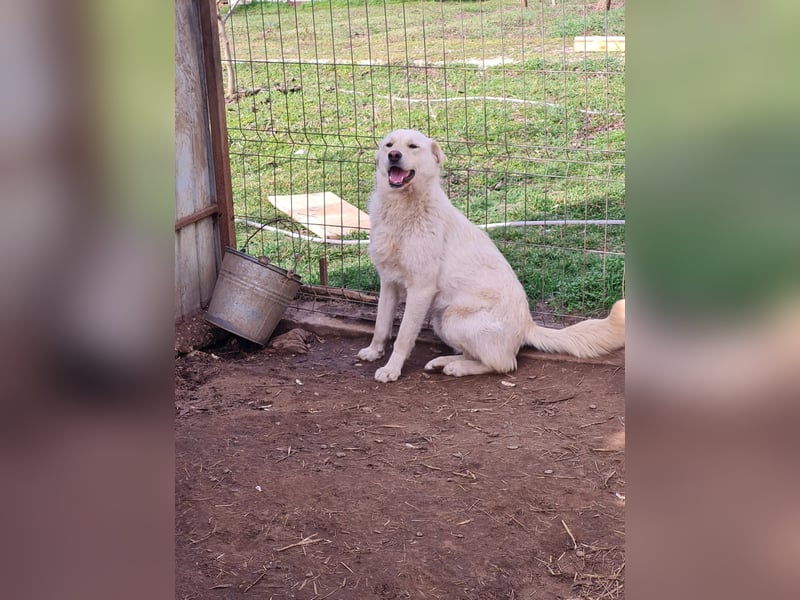 Cookie, 1j,8m, Mädel, groß, freundlich, verschmust, lieb
