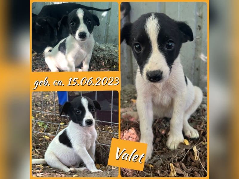 Valet, 1j, 10m altes Mädchen,  SH ca. mittelgroß, freundlich, verspielt, aktiv, sozial
