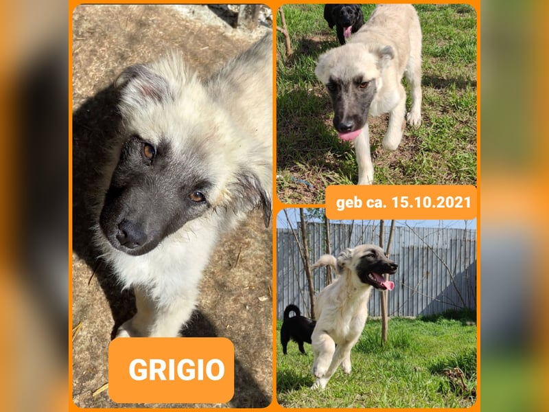 Grigio, 3 ½ jähriges Mädel, Größe mittelgroß ?, freundlich, verspielt, sozial, aktiv