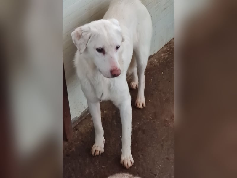 Flicka, 4jährige Hündin, SH mittelgroß, ängstlich, unsicher, neugierig