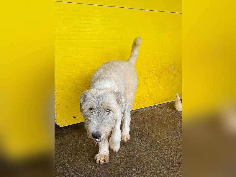 Wilma, 1 ¼-jähriges Mädel, Größe: mittelgroß, freundlich, aufgeschlossen, verschmust, souverän