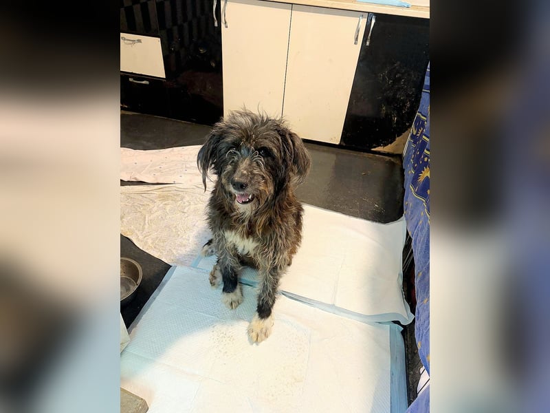 Violetta, Hündin, *ca. 14.05.2019, SH ca. kniehoch, offen, sehr freundlich, liebt Menschen, verschmu