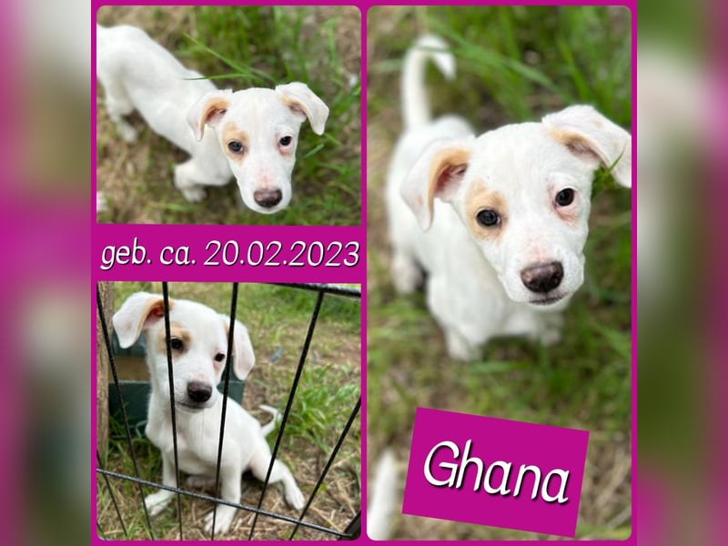 Ghana, 2jährigesMädel, SH ca. mittelgroß, freundlich, frohnatur, aktiv