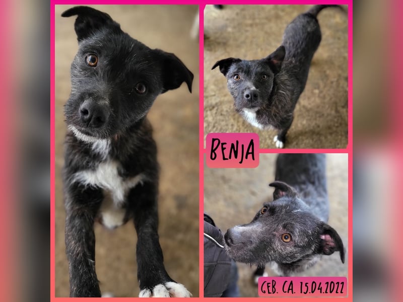 B E N J A, fast 3-jähriges Hundemädchen, SH ca. kniehoch, freundlich, verspielt, sozial