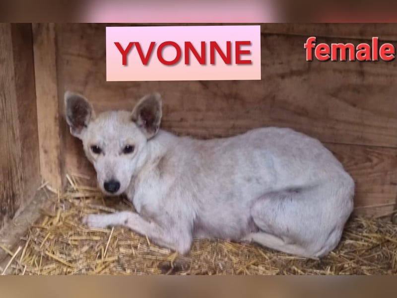 Yvonne,2 ¼ jähriges, kleines Hundemädchen, schüchtern, zurückhaltend, neugierig, sozial