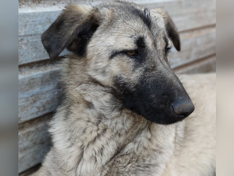 Ruby, 4jähriges Mädel, SH ca. 59 cm