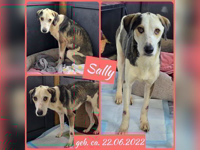 Sally, Hündin, *ca. 22.06.2022, ca. mittelgroß, mittlerweile neugierig, schüchtern, lieb, sozial