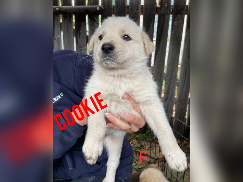 Cookie, 1j,8m, Mädel, groß, freundlich, verschmust, lieb