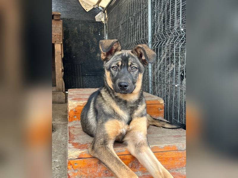 Malea,  Mädel, 7 Monate, aktuelle Größe bitte abfragen