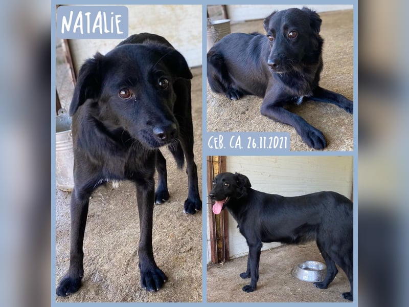 Natalie, eine verspielte, freundliche, noch etwas schüchterne, soziale 3 1/2  jährige Schönheit