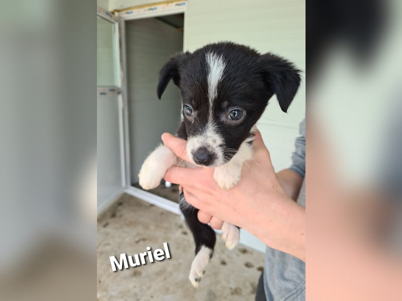 Muriel , fast 4 jähriges Hundemädchen, ca. 55 cm, fröhlich, lustig, zurückhaltend, neugierig)