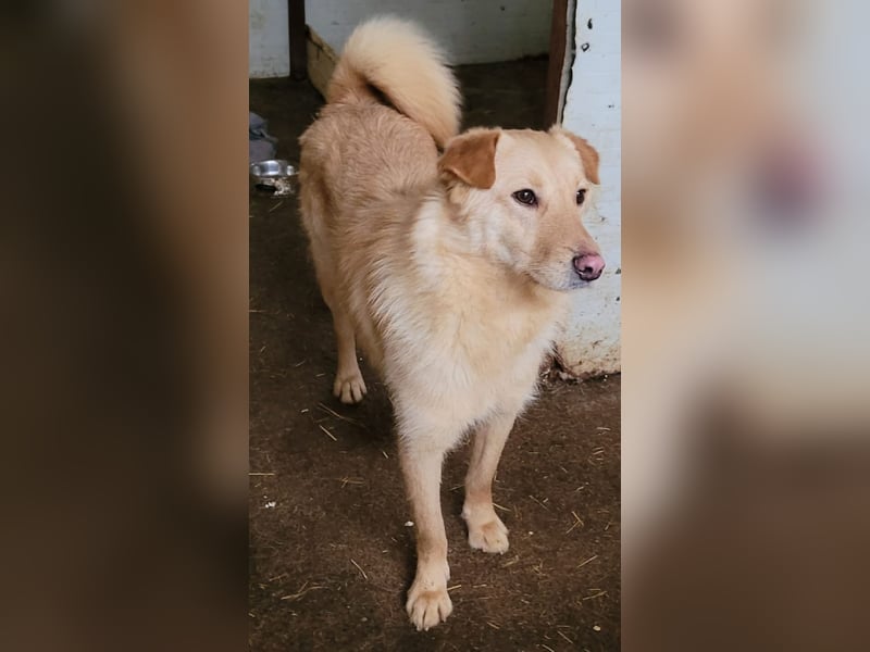 Cibby,1Jahr und 8 Monat alte Hündin, mittel bis groß, verspielt, sozial, fröhlich, neugierig