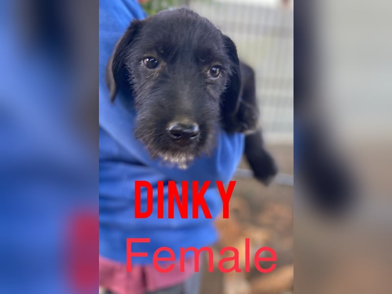 Dinky, 2jähriges Mädel, SH ca. mittelgroß, verspielt, zurückhaltend, verschmust, sozial