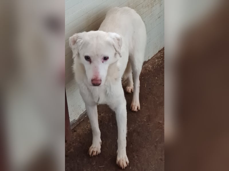 Flicka, 4jährige Hündin, SH mittelgroß, ängstlich, unsicher, neugierig