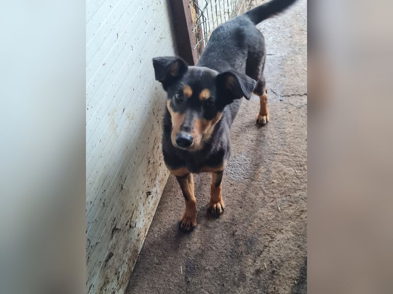Mona , 3 ¼ jähriges Mädchen, ca. mittelgroß bis Knie, offen, freundlich dominierend, aufgeschlossen
