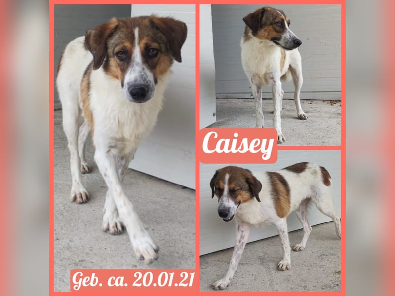 Caisey, 4jährige Hundedame,  mittelgroß, aufgeschlossen, freundlich, verschmust)